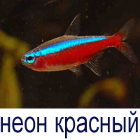 неон красный купить